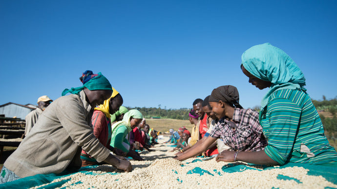 Ethiopia Guji Tomme Double Washed (Sold Out)